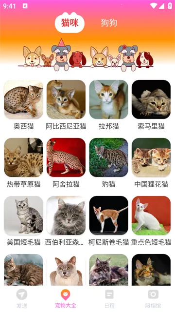 ���ܻ�������2026�ٷ�����